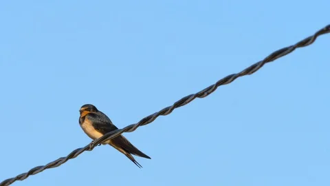 4K Flock of common swallow chickens (Hirundo rustica) on a power line Stock Footage 98211633