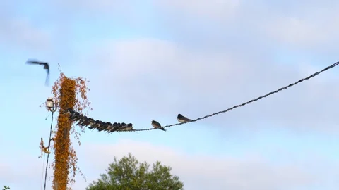 4K Flock of common swallow chickens (Hirundo rustica) on a power line Stock Footage 98211664