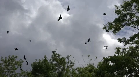 4k Flock of Crows Flying on Cloudy Sky, Ravens in Flight, Birds in Air, Summer Stock Footage 48171710