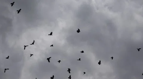 4k Flock of Crows Flying on Cloudy Sky, Ravens in Flight, Birds in Air, Summer Stock Footage 48171865