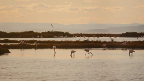 4K flock of flamingos at sunset stomp dancing to filter feed in the delta Stock Footage 327902875