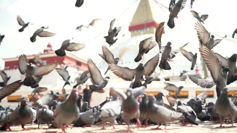 4K flock of pigeons fluttering their wings violently in Kathmandu main square Stock-Footage 207580916