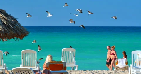 4K Flock of Seagulls Fly over Tropical Caribbean Beach Stock Footage 46268404