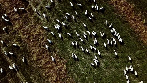4K Flock Of Sheep On Spring Grass Stock Footage 107202017
