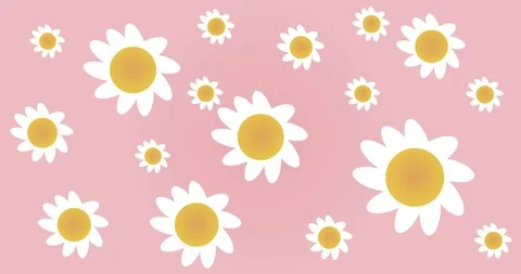 4K Floral Background (Chamomile) | Loopable Stock Footage 108402564
