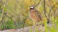 4K Florida Bobwhite (Colinus virginianus floridanus) - Male 1 4k or 4k+ Resolution