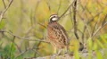 4K Florida Bobwhite (Colinus virginianus floridanus) - Male 2 4k or 4k+ Resolution