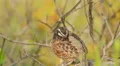 4K Florida Bobwhite (Colinus virginianus floridanus) - Male Preening 1 4k or 4k+ Resolution