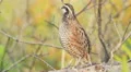 4K Florida Bobwhite (Colinus virginianus floridanus) - Male 4 4k or 4k+ Resolution