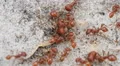 4K Florida Harvester Ants (Pogonomyrmex badius) Clear Nest Entrance 4k or 4k+ Resolution