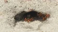 4K Florida Harvester Ants (Pogonomyrmex badius) Clear Nest Entrance 4k or 4k+ Resolution