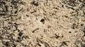 4K Florida Harvester Ants (Pogonomyrmex badius) Charcoal Covered Nest 4k or 4k+ Resolution