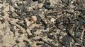 4K Florida Harvester Ants (Pogonomyrmex badius) Charcoal Covered Nest 4k or 4k+ Resolution