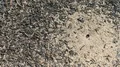 4K Florida Harvester Ants (Pogonomyrmex badius) Charcoal Covered Nest 4k or 4k+ Resolution
