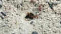 4K Florida Harvester Ants (Pogonomyrmex badius) Clear Nest Entrance 4k or 4k+ Resolution