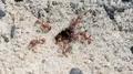 4K Florida Harvester Ants (Pogonomyrmex badius) Clear Nest Entrance 4k or 4k+ Resolution
