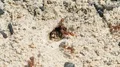 4K Florida Harvester Ants (Pogonomyrmex badius) Clear Nest Entrance 4k or 4k+ Resolution
