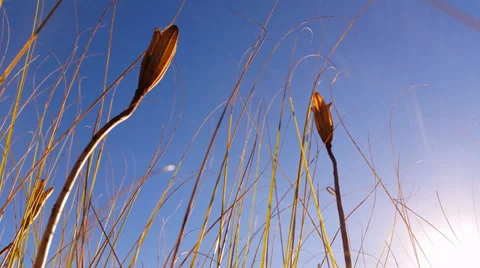 4K Flower Background Stock Footage 39298736