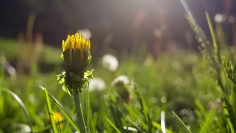 4K Flower blooming, motion timelapse, dandelion flower opening Stock Footage