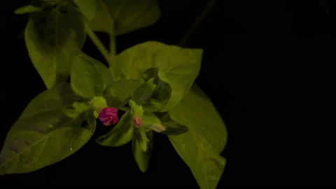 4k Flower Blooming1 Stock Footage