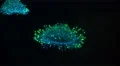 4K Flower Hat Jellyfish Olindias Formosa 01 Bioluminescent 4k or 4k+ Resolution
