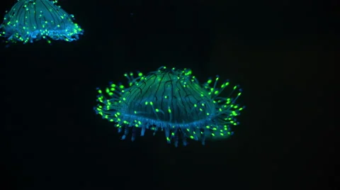 4K Flower Hat Jellyfish Olindias Formosa 01 Bioluminescent Stock Footage