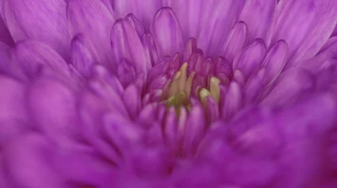 4k - Flowera closeup macro hot Video stock 48765442