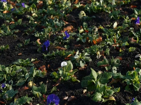 4k Flowerbed 스톡 동영상 71115567