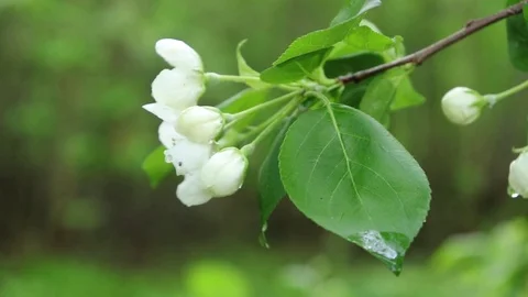 4K Flowering Bloom Of Apple Tree Blossoming Flowers In Spring Garden Closeup Stock-Footage 107857927