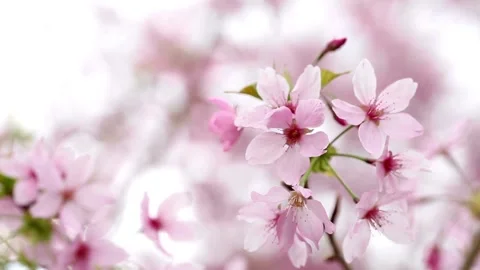 4K flowering Cherry flowers on background white pink Sakura flowers on bran.. Stock Footage 272451676
