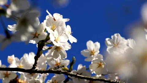 4K flowering Cherry flowers on background white pink Sakura flowers on bran.. Stock Footage 272453554