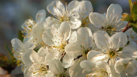 4K flowering Cherry flowers on background white pink Sakura flowers on bran.. Stock Footage 272453555