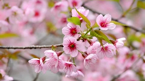 4K flowering Cherry flowers on background white pink Sakura flowers on bran.. Stock Footage 272454555