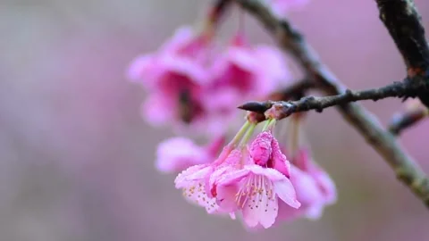 4K flowering Cherry flowers on background white pink Sakura flowers on bran.. Stock Footage 272454647