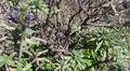 4k Flowers and dry vegetation in Madeira mountains 4k or 4k+ Resolution