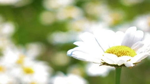 4K flowers blooming daisies Stock Footage 80707420