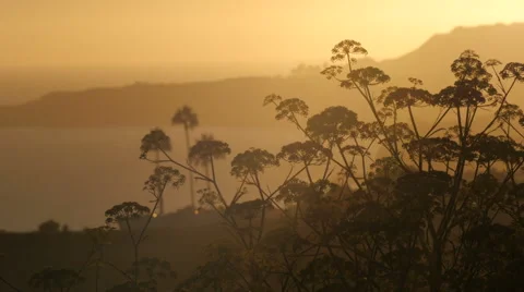 4K Flowers Swaying at Sunset Stock Footage 40971339