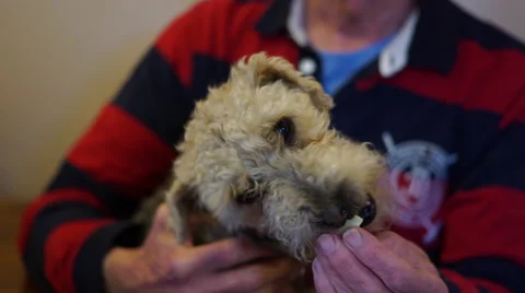 4K fluffy dog eats cheese out of caucasian man's hand Stock Footage 59729405