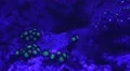 4k Fluorescent Zoantharia in coral reef with blue night illumination 4k or 4k+ Resolution