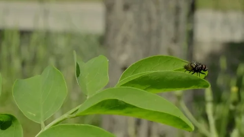 4k. Fly flew and sat on the branch. Vídeo Stock 109443668