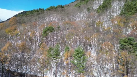 4K Fly-Over a Winter Forest Snow-Covered Trees by Drone Stock Footage 257786936