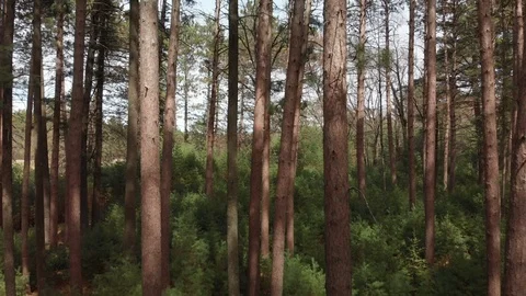 4K Fly Through Forest Trees Video stock 89881205