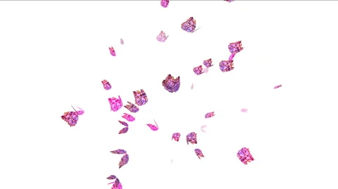 4k flying butterflies. 库存影片 49443548