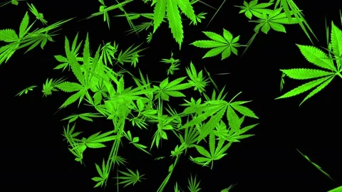 4k Flying Cannabis Video stock 142228316