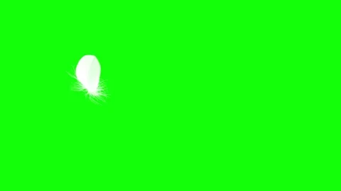 4K. Flying Feather. Green Screen. Seamle... | Stock Video | Pond5