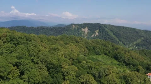 4K. Flying over beautiful dense, green trees . Stock Footage 146316677