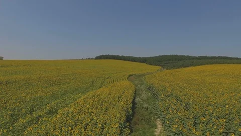 4k Flying over fields of sunflowers, aerial video. Fields of sunflowers Stock Footage 95656987