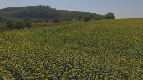 4k Flying over fields of sunflowers, aerial video. Fields of sunflowers Stock Footage 95659998