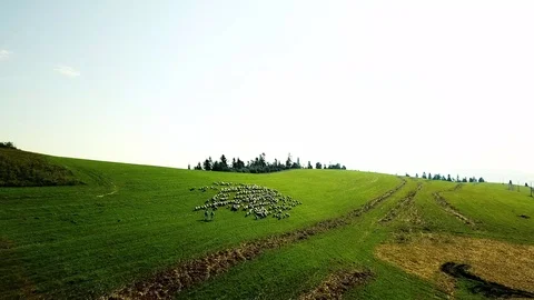 4K Flying Over Flock Of Sheep Eating Spring Grass In Slovakia Stock Footage