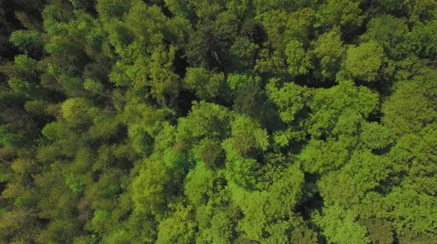 4K Flying over a forest - cinematic aerial shot Stock Footage 63140246